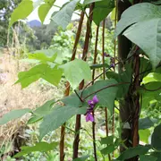 Evenement : Troc plantes et graines