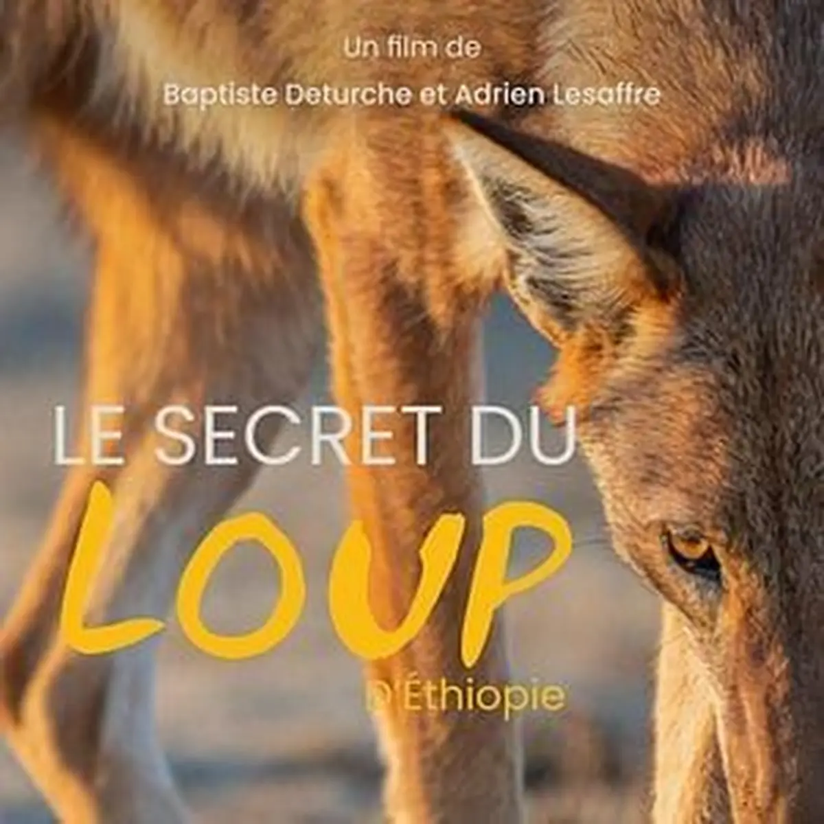 Ciné-rencontre - Le secret du loup d’Ethiopie 