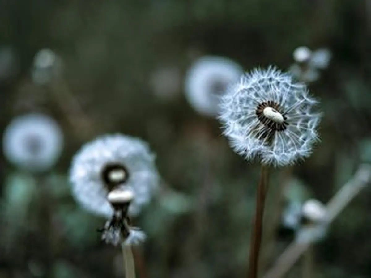 Atelier vannerie sauvage : des bijoux en pissenlit