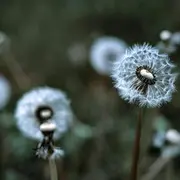 Atelier vannerie sauvage : des bijoux en pissenlit