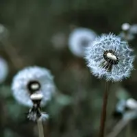 Atelier vannerie sauvage : des bijoux en pissenlit &copy; Canva