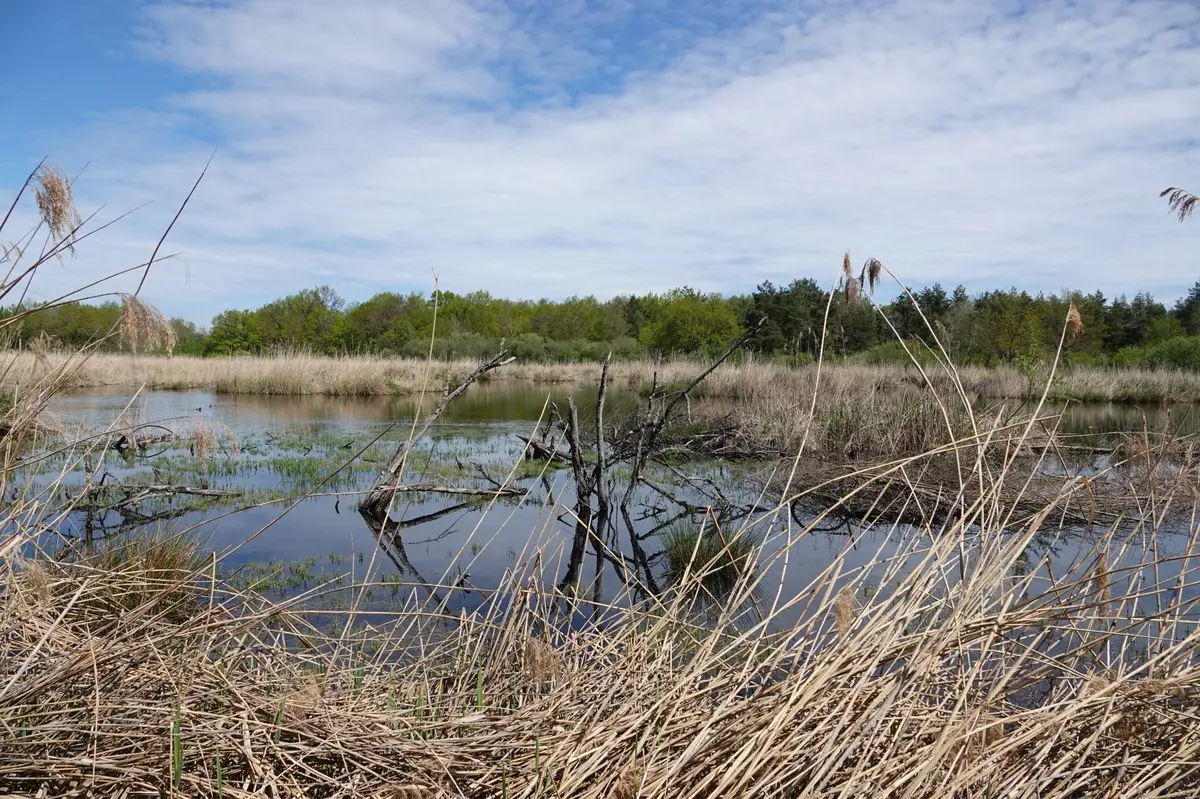 Retour de migration et initiation aux chants d'oiseaux
