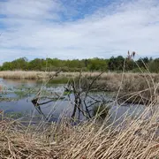 Retour de migration et initiation aux chants d'oiseaux