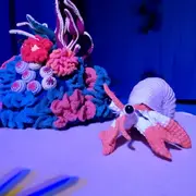 Les péripéties de Bernard l'Hermite