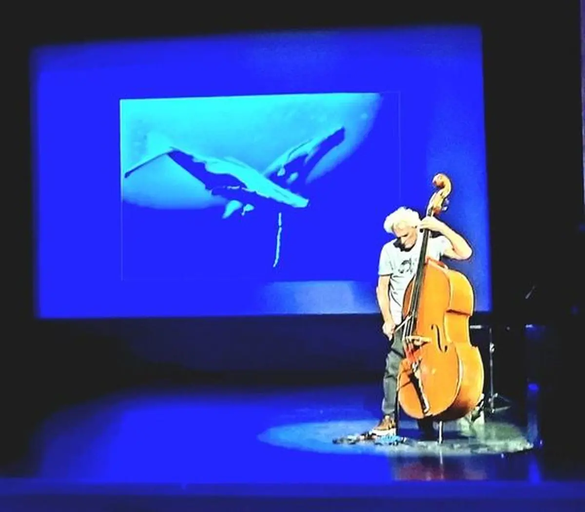 Voyage au pays de la contrebasse