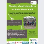Chantier d’entretien de la forêt du Niederwald