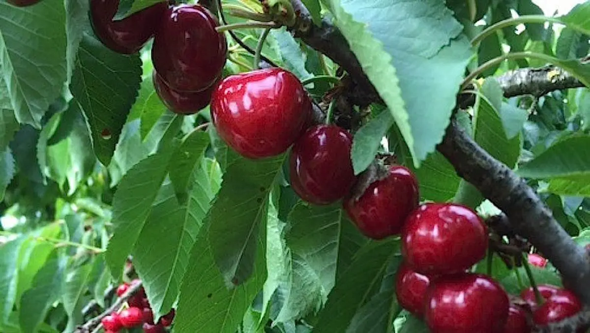 Fête de la cerise et du sureau au Jardin Mélanie