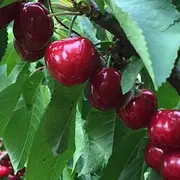 Fête de la cerise et du sureau au Jardin Mélanie
