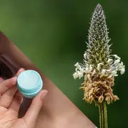 Le plantain, une plante commune aux vertus extraordinaire ! 1/2