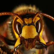 Conférence : Les espèces exotiques envahissantes,mieux connaitre pour mieux agir
