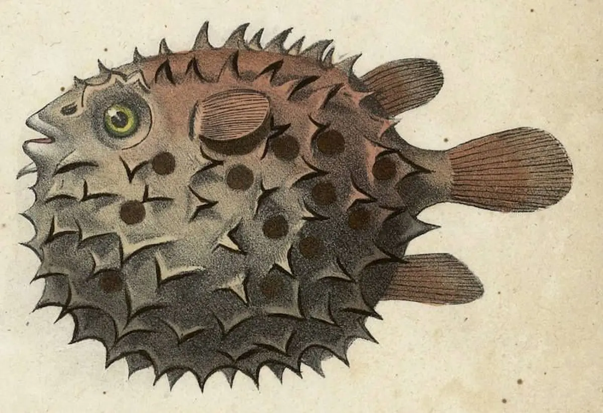 Atelier poisson d'avril à la Bibliothèque Coteaux 