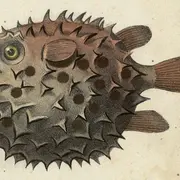 Atelier poisson d'avril à la Bibliothèque Coteaux 