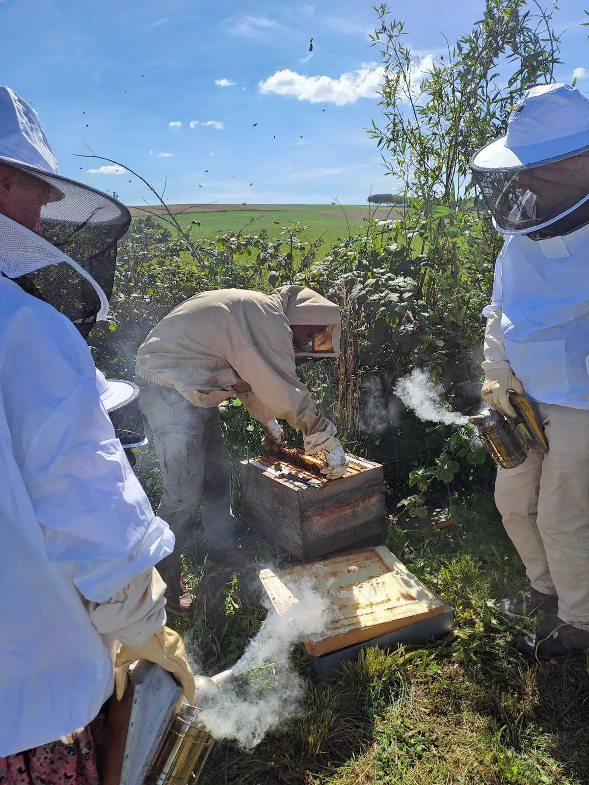 L'abeille et la biodiversité