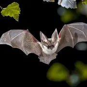 Nuit internationale de la chauve-souris