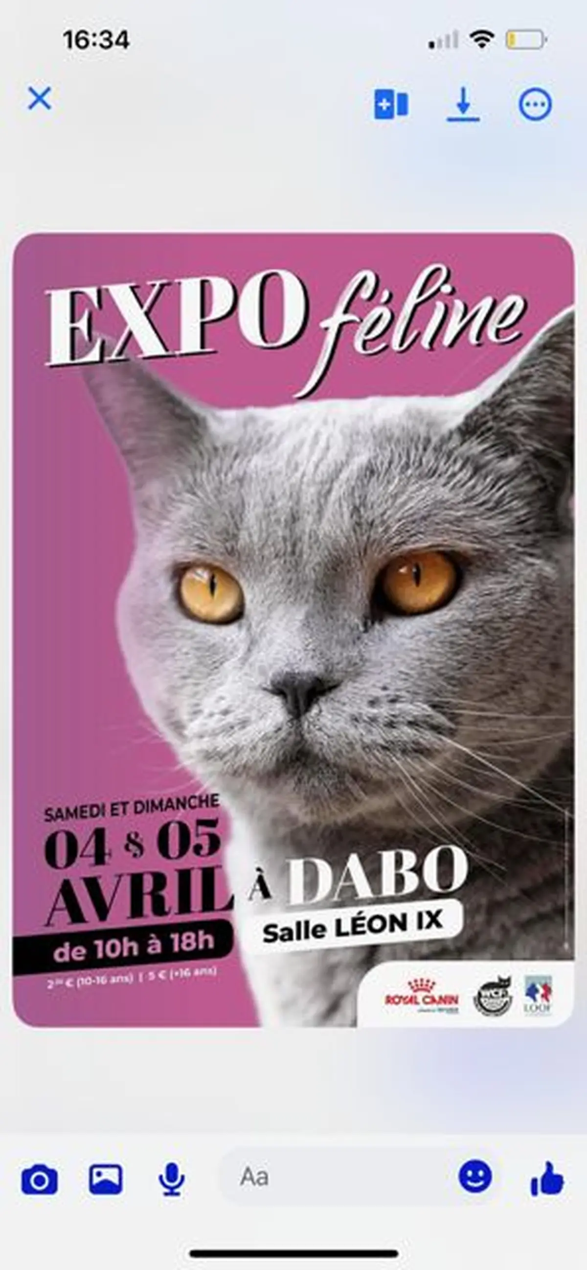 Exposition et concours de chats de race