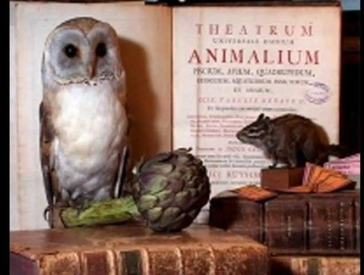 Ciné débat autour de Animal museum, documentaire sur le Musée zoologique