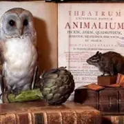 Ciné débat autour de Animal museum, documentaire sur le Musée zoologique