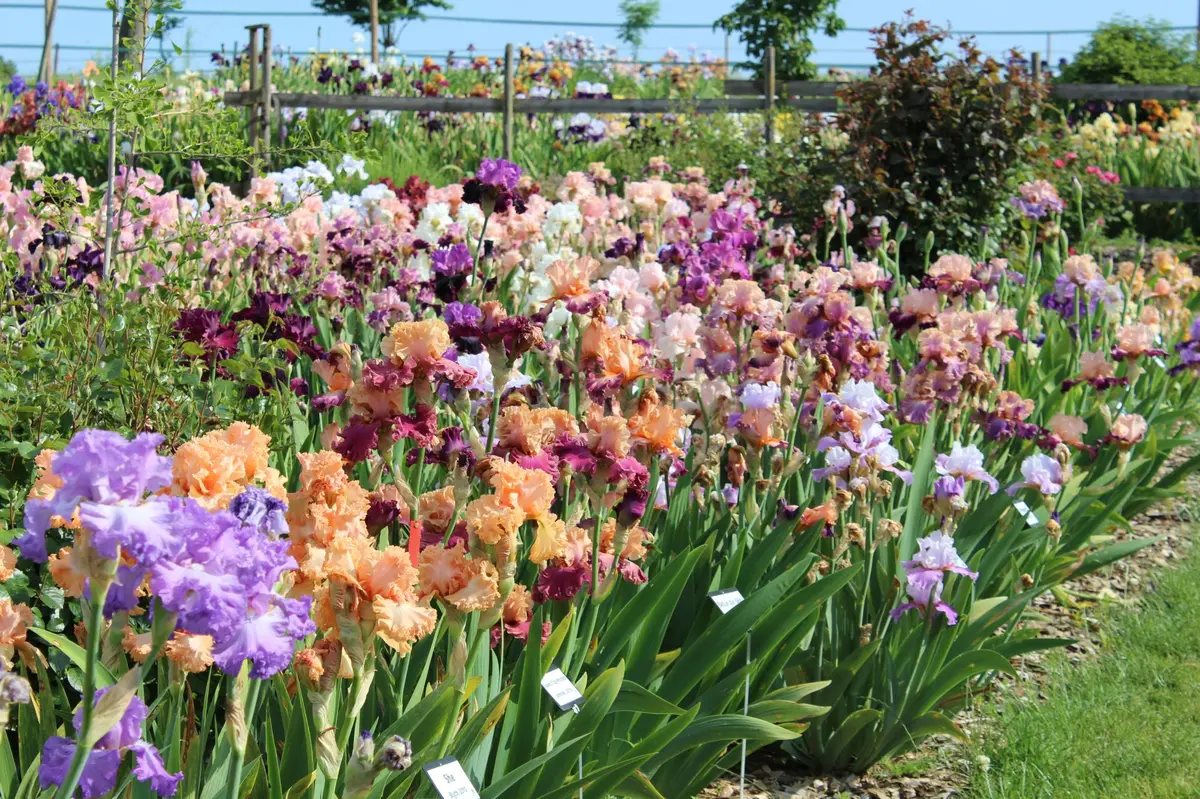 Portes ouvertes de l’Iriseraie – Un rendez-vous incontournable du printemps