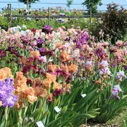 Portes ouvertes de l’Iriseraie – Un rendez-vous incontournable du printemps
