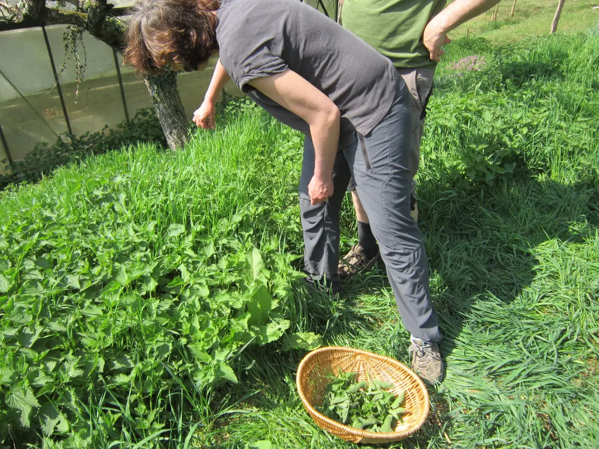 Plantes sauvages médicinales et préparation de plantes