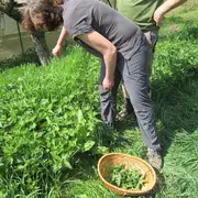 Plantes sauvages médicinales et préparation de plantes