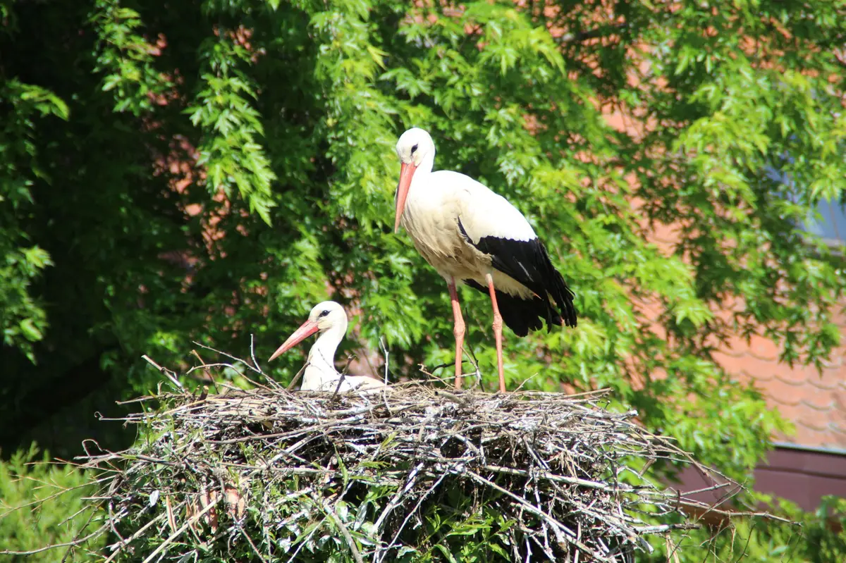 Découverte du Parc à cigognes