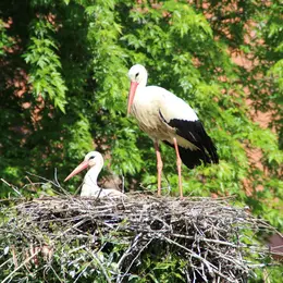 Découverte du Parc à cigognes