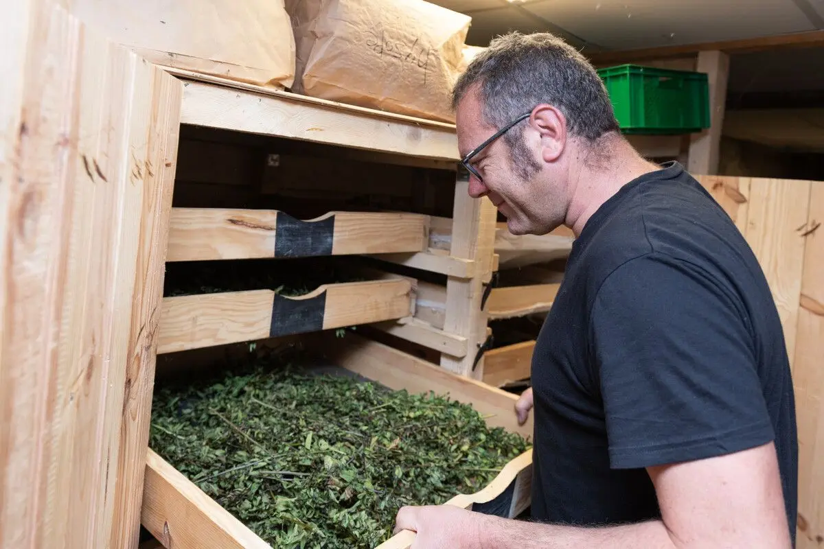 Promenade découverte des plantes sauvages autour du Valtin