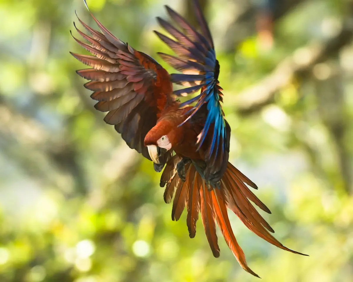 Amazonie et autres forêts tropicales