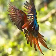 Amazonie et autres forêts tropicales