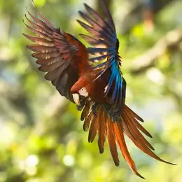 Amazonie et autres forêts tropicales