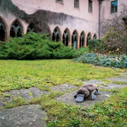 Visite tout-petits | Le voyage de Platypus