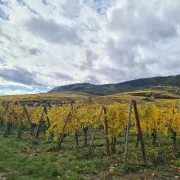 Rendez-vous avec les vignerons bio d’Alsace