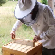 Dans la peau d’un apiculteur