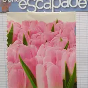 balade à vélo aux Pays Bas des tulipes à perte de vue 