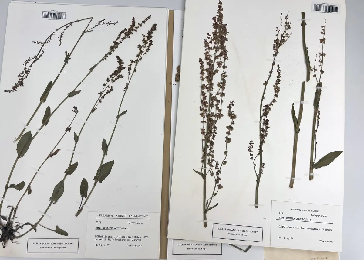 RDVJ 2026 : Exposition Viva