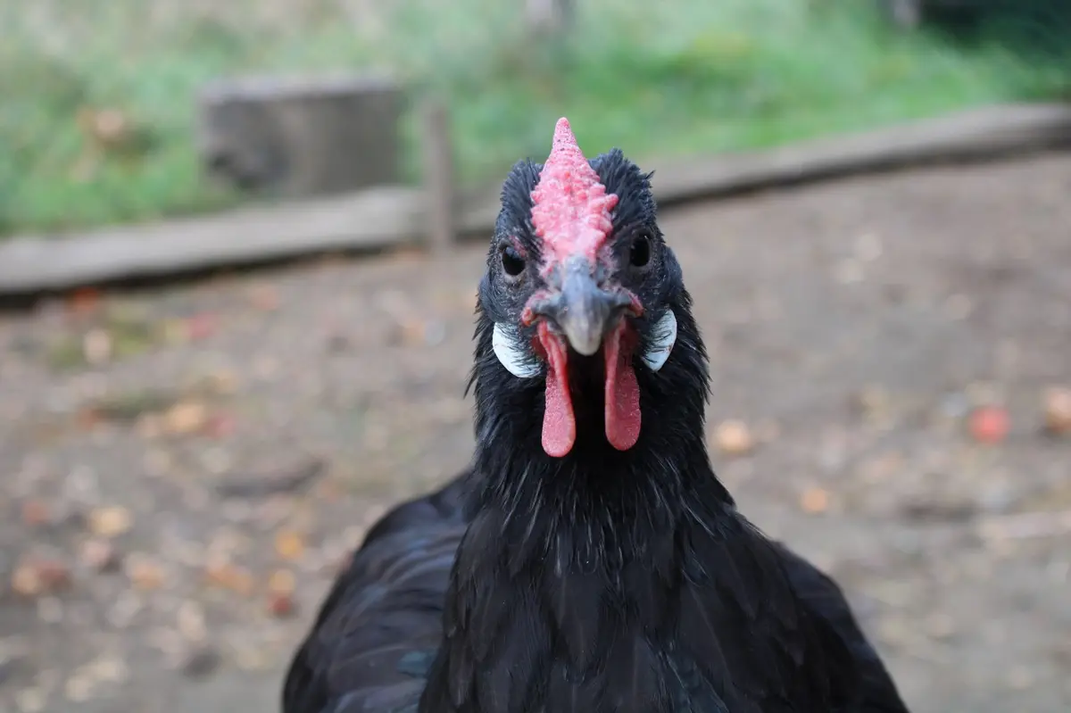 Programme des animations : Les animaux de Pâques