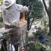 Confé' Soirées - Le monde fascinant des abeilles