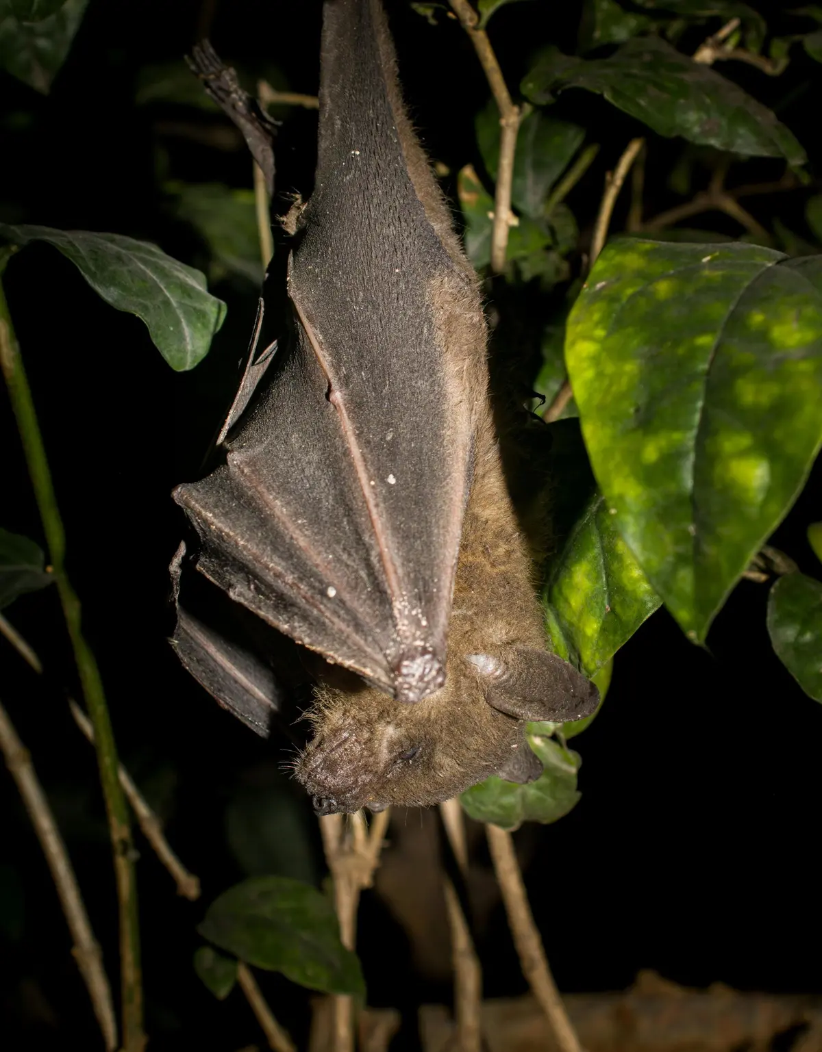 Fête  de la Nature - Balade nocturne à la découverte des chauves-souris