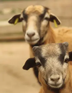 Parc animalier de la Sainte Victoire
