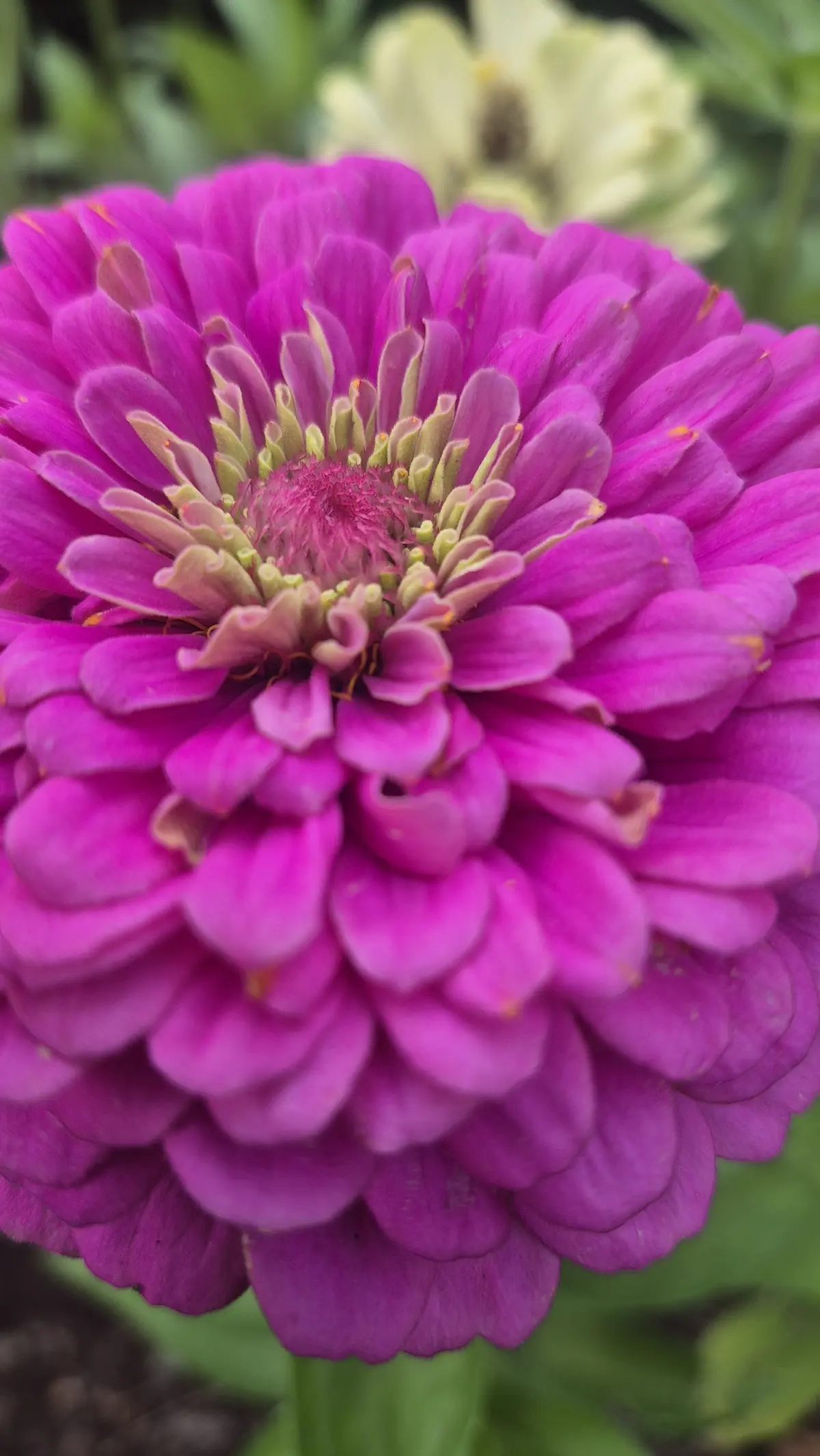 Atelier Fleur de bach : STOP en 2026 je ne suis plus une éponge émotionnelle