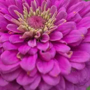 Atelier Fleur de bach : STOP en 2026 je ne suis plus une éponge émotionnelle