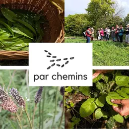 Balade-découverte des plantes sauvages comestibles