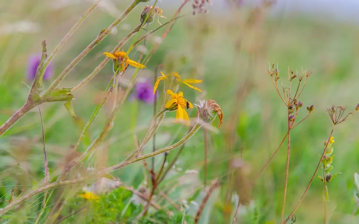 Rencontres et conférences : Une enquête ethnobotanique dans les Hautes-Vosges