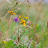 Rencontres et conférences : Une enquête ethnobotanique dans les Hautes-Vosges &copy; Canva