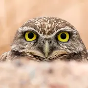 La nuit de la chouette