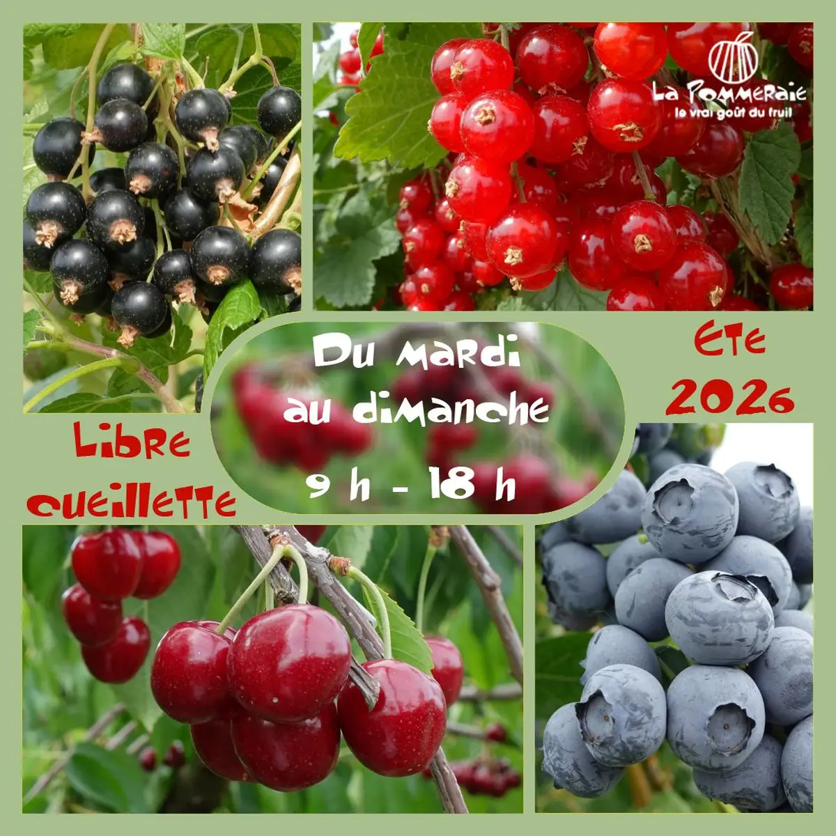 Libre cueillette de fruits rouges à Ammerschwihr