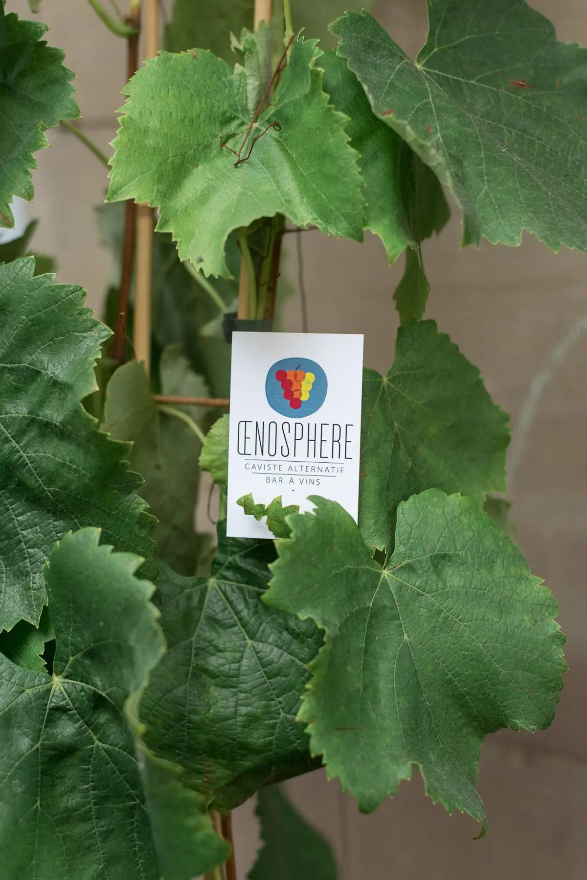 Les vins du Languedoc et du Roussillon