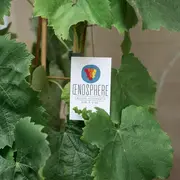 Les vins du Languedoc et du Roussillon