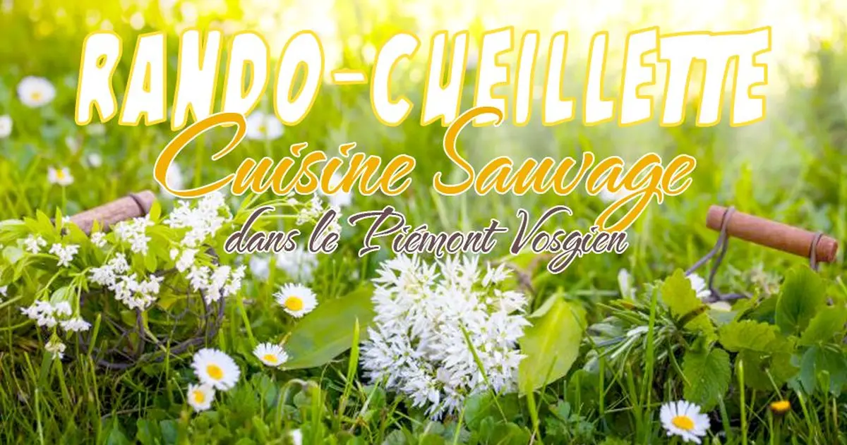 Rando-Cueillette / Cuisine Sauvage dans le Piémont d'Alsace